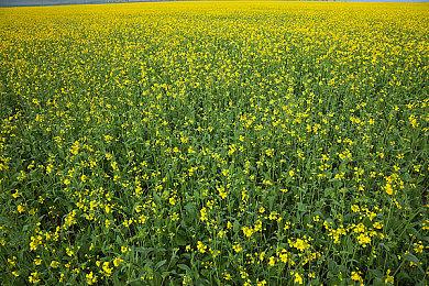 《层层恐惧3》将有全新故事情节 重新构想恐怖